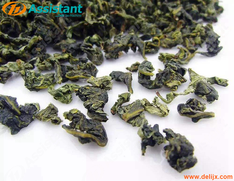 Oolong Tea TieGuanYin Canvas Käärimis- ja Rullauskone DL-6CBRP-70