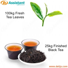100kg Fresh Tea Leaves Processing Machine For 25kg Finished Black Tea