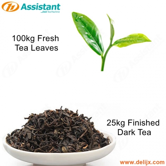 100kg Fresh Tea Leaves For Processing 25kg Finished Dark Tea Processing Production Machines