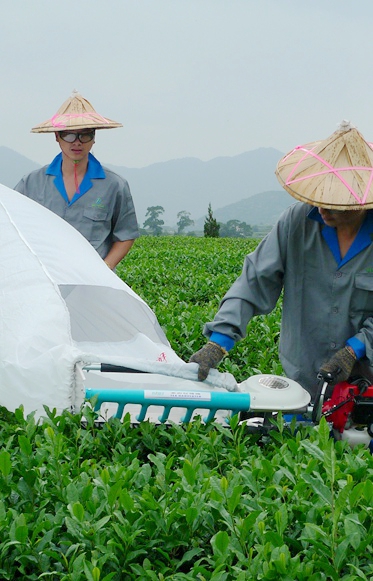 Tea Harvester