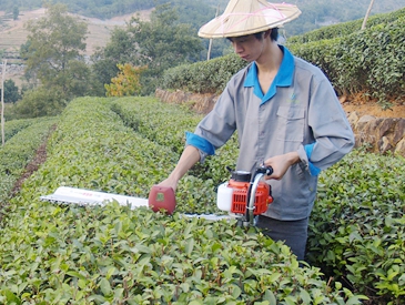 Hedge Trimmer